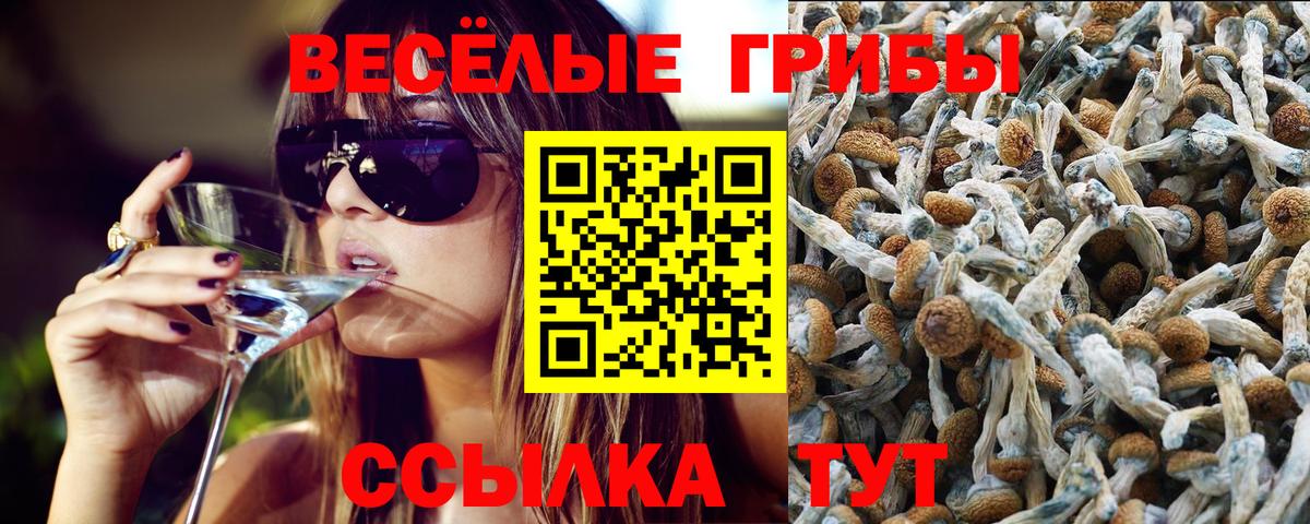 Псилоцибиновые грибы Psilocybe Нальчик